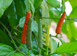 After the anise seed has been ground fine for the receipt (recipe) To make Chocolate, Piper Longum (long pepper) is beaten fine.  Pictured is fruit of this flowering vine in the Piperaceae family which is dried and used as a spice.  A half a drachm (one-eighth ounce) is needed for the receipt.